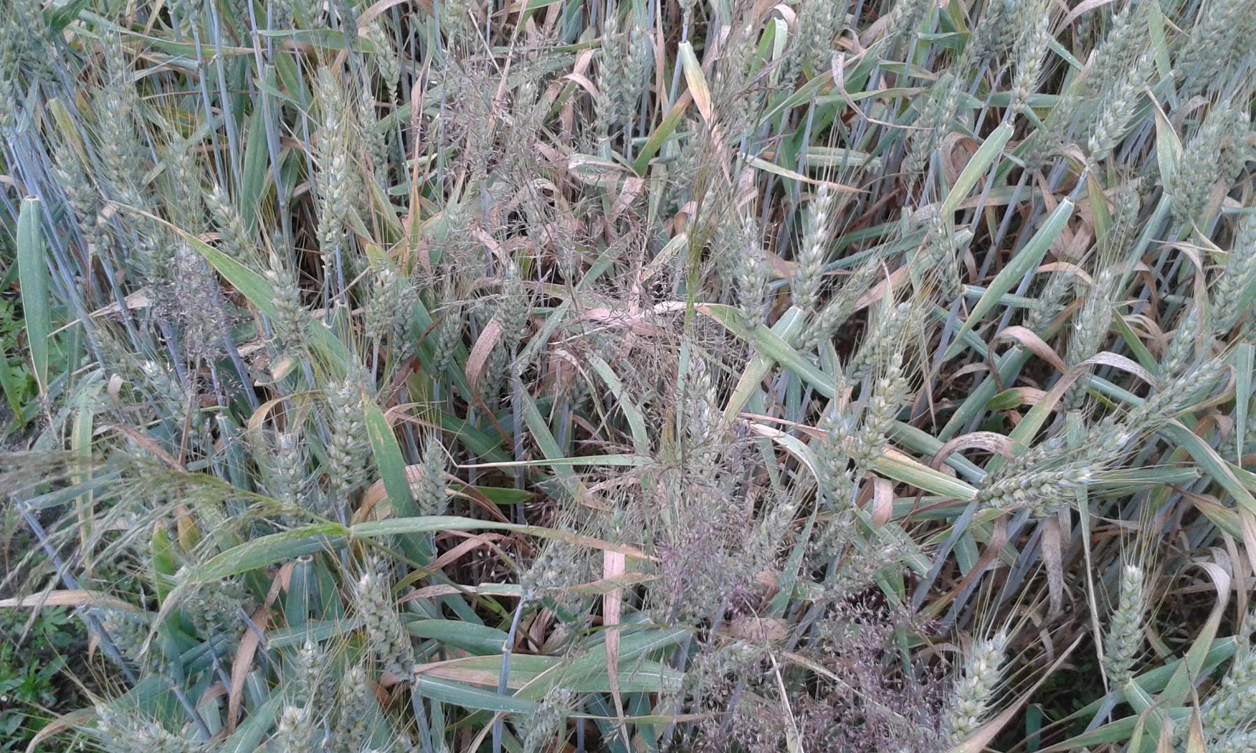 Miotła zbożowa.jpg